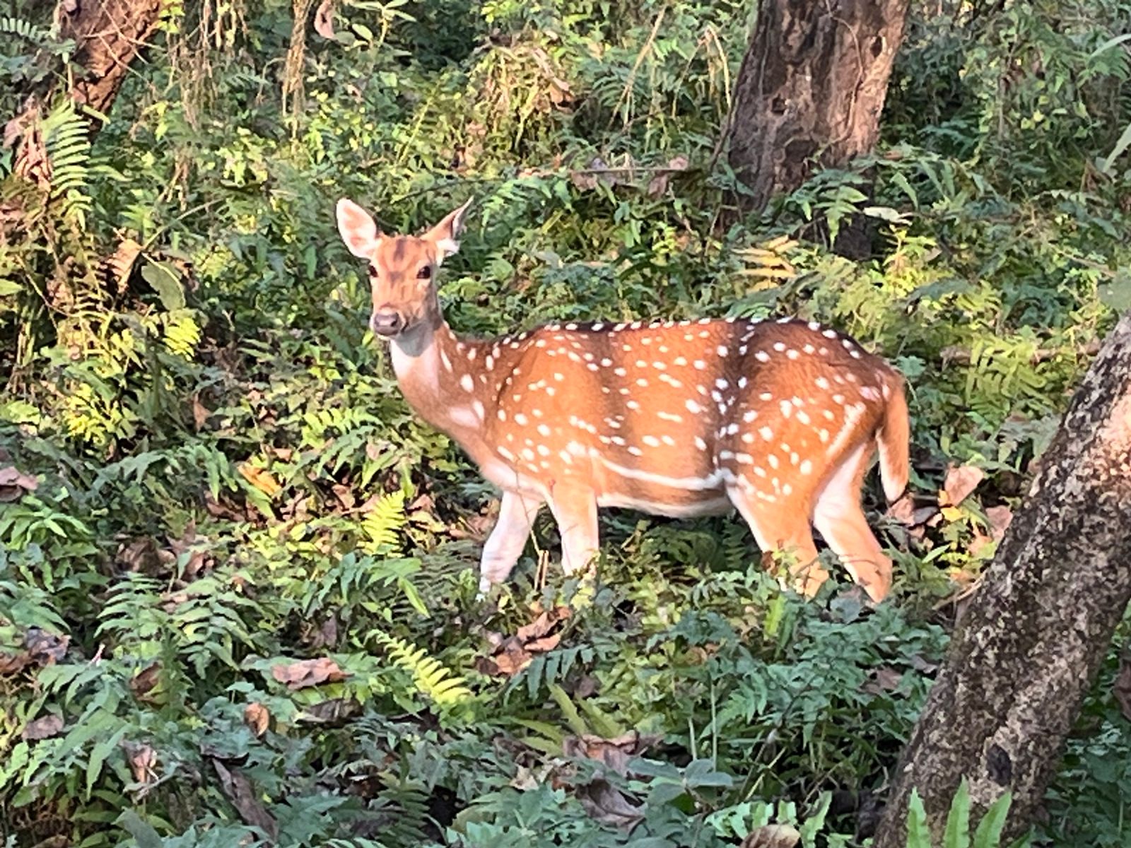 4 Days Jungle Safari